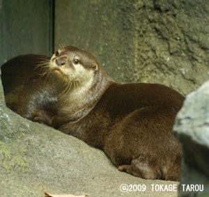 Oriental Small-clawed Otter, Tama Zoo