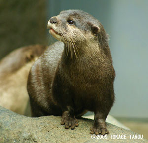 Oriental Small-clawed Otter, Tama Zoo