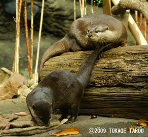 Oriental Small-clawed Otter, Tama Zoo