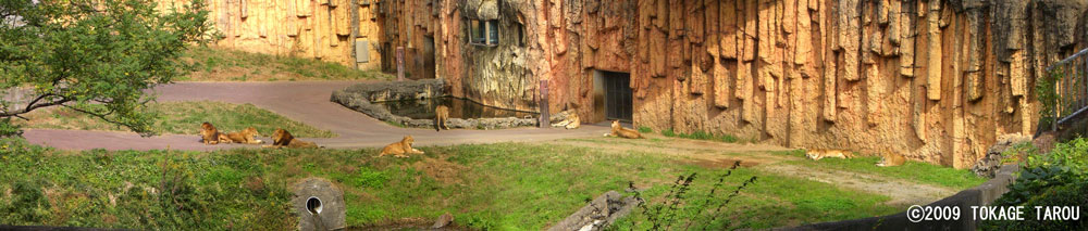 Lions, Tama Zoo