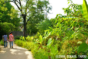 Japanese Fiber Bnana trees are planted in the Asian Rain Forest Zone. Tennoji Zoo