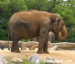 Runny Hiroko, Tennoji Zoo