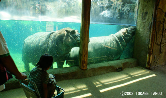 Hippos' Tank, Tennoji Zoo