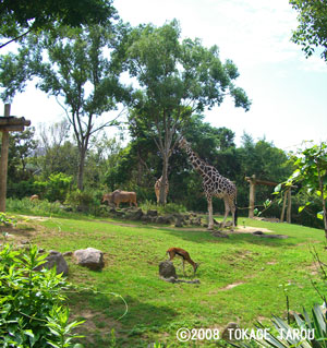African Sabannah Zone, Tennoji Zoo