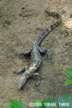 Replica of the Nile Monitor, Tennoji Zoo