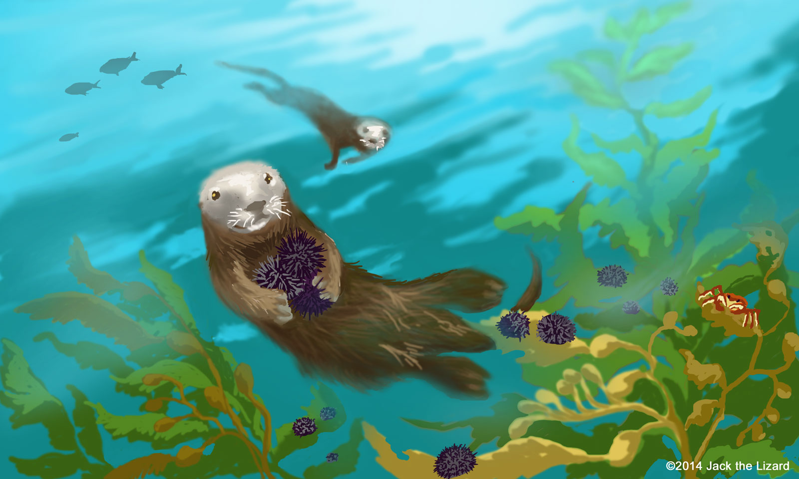 Sea Otter