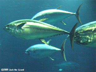 Tuna, Tokyo Sea Life Park