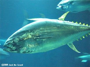 Tuna, Tokyo Sea Life Park