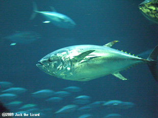 Tuna, Tokyo Sea Life Park