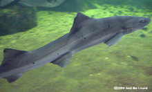 Japanese Bullhead Shark, Tokyo Sea Life Park