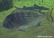 Japanese black porgy, Tokyo Sea Life Park