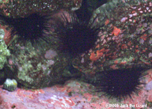 Hard-spined sea urchin, Tokyo Sea Life Park