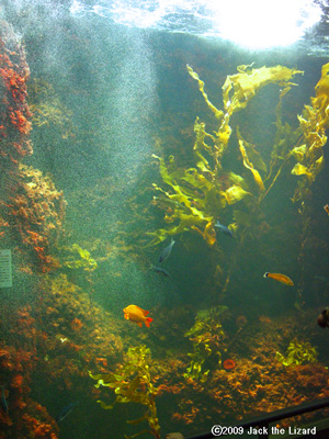 Kelp Forest, Tokyo Sea Life Park