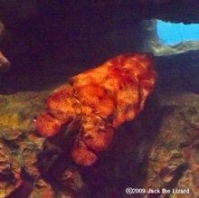 Slipper lobster, Tokyo Sea Life Park