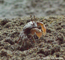 Ilyoplax pusilla, Tokyo Sea Life Park