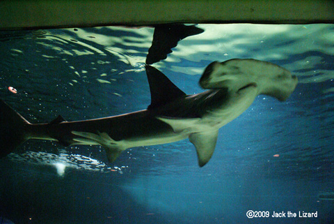 The scalloped hammerhead, Tokyo Sea Life Park