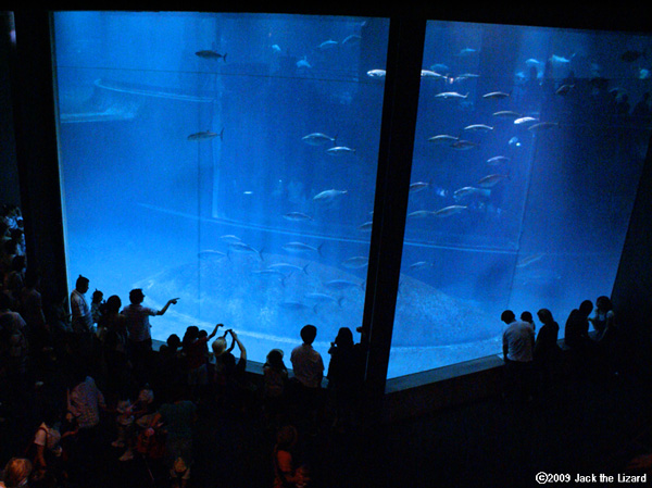 Tuna, Tokyo Sea Life Park