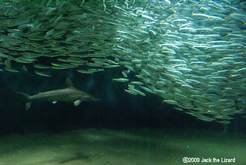 Sardine, Tokyo Sea Life Park