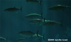 Tuna, Tokyo Sea Life Park