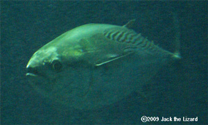 Kawakawa, Tokyo Sea Life Park