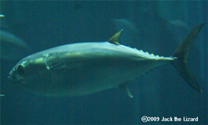 Skipjack Tuna, Tokyo Sea Life Park