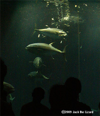 Tuna, Tokyo Sea Life Park