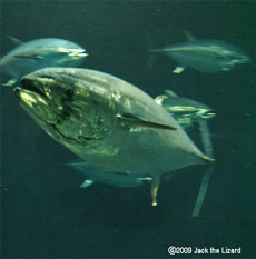 Tuna, Tokyo Sea Life Park