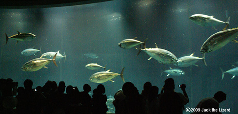 Tuna, Tokyo Sea Life Park