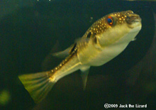 Pufferfish, Tokyo Sea Life Park