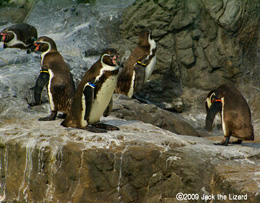 Humboldt Penguin, Tokyo Sea Life Park