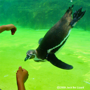 Humboldt Penguin, Tokyo Sea Life Park