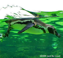 Humboldt Penguin, Tokyo Sea Life Park