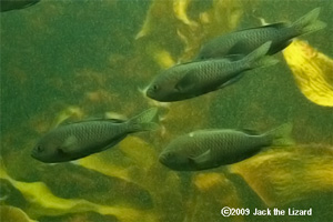 Kelp Forest, Tokyo Sea Life Park