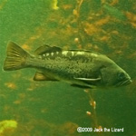 Blue rockfish, Tokyo Sea Life Park