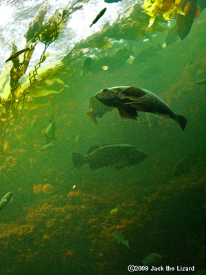 Kelp Forest, Tokyo Sea Life Park