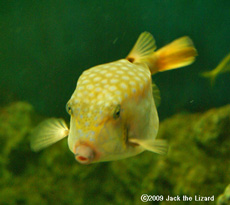 Blackspotted boxfish, Tokyo Sea Life Park