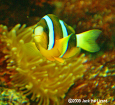 Clownfish, Tokyo Sea Life Park