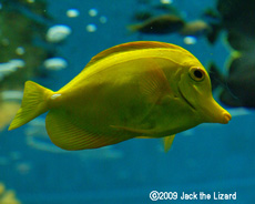 Yellow tang, Tokyo Sea Life Park