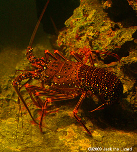 Japanese spiny lobster, Tokyo Sea Life Park