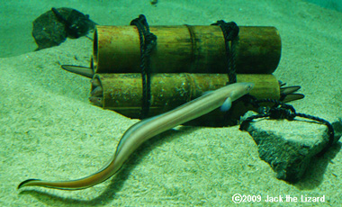 Congridae, Tokyo Sea Life Park