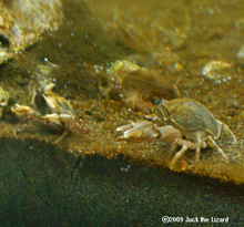 Philyra pisum, Tokyo Sea Life Park