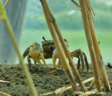 Helice tridens, Tokyo Sea Life Park