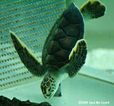 Green turtle, Tokyo Sea Life Park