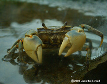 Helice tridens, Tokyo Sea Life Park