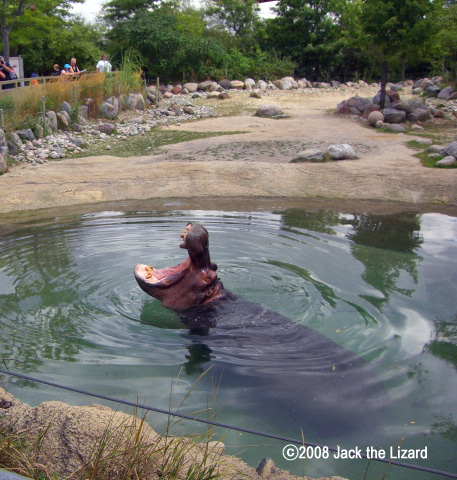 Hippopotamus, Toronto Zoo