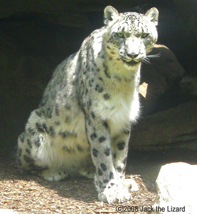 Snow Leopard