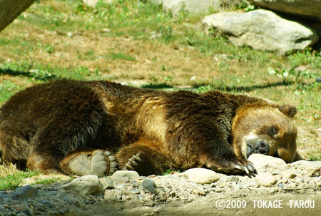 Grizzly bear, Toronto Zoo