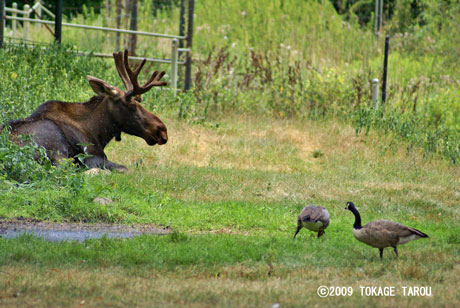 Moose, Toronto Zoo