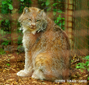 Canada lynx, Toronto Zoo