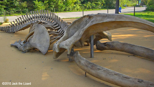 Bowhead whale, Toronto Zoo